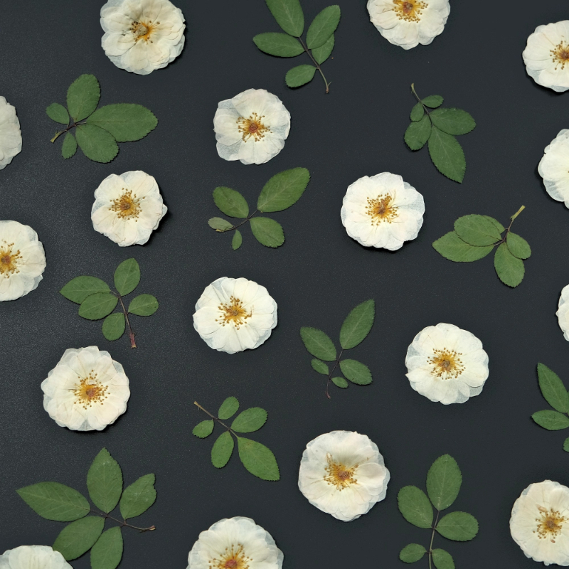 6pcs,9pcs,Nature White Rose Pr - Dried Flower Bulk incelemesi ve fiyatı